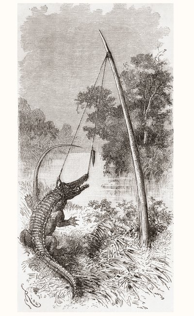 Una trampa para caimanes en el río Oyapock o Oiapoque, que forma la frontera entre Guayana Francesa y Brasil de Spanish School