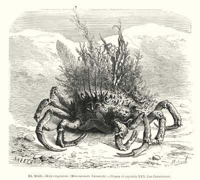 Cangrejo araña europeo (Maja squinado) de Spanish School
