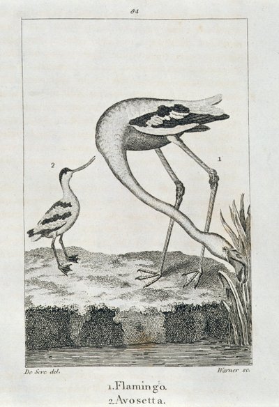 Flamenco y Avoceta, de Una Historia de la Tierra y la Naturaleza Animada, Londres 1816 de Spanish School