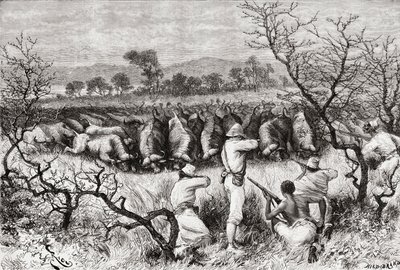 Caza de búfalos en África Central a finales del siglo XIX, de 