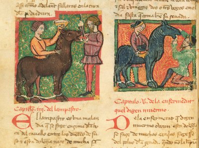 Ms 214 fol.26v Curando glositis en un caballo, del Libro de Menescalcia y Albeyteria por Juan Alvarez, c.1390 de Spanish School