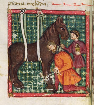 Ms 214 fol.31v Reparando el metacarpiano fracturado de un caballo, del Libro de Menescalcia y Albeyteria por Juan Alvarez, c.1390 de Spanish School