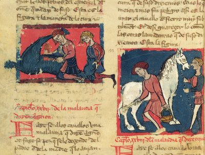 Ms 214 fol.38r Tratando a un caballo con sarna, del Libro de Menescalcia y Albeyteria por Juan Alvarez, c.1390 de Spanish School