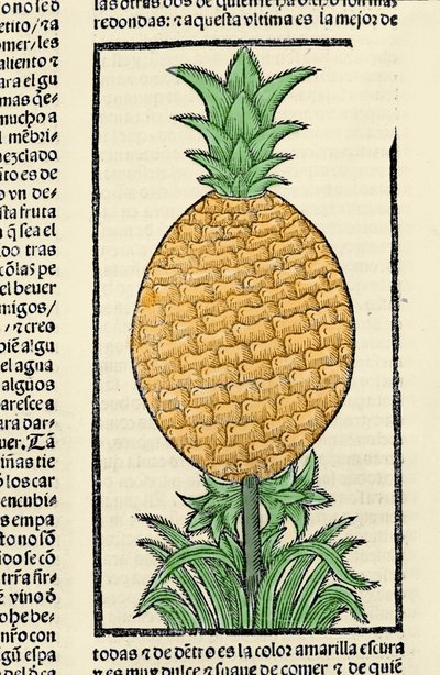 Representación de una piña. Grabado del libro “Historia general de las Indias, islas y tierra firme del mar océano” de Gonzalo Fernández de Oviedo (1478-1557) de Spanish School