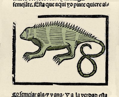 Representación de una iguana. Grabado del libro “Historia general de las Indias, islas y tierra firme del mar océano” de Gonzalo Fernández de Oviedo (1478-1557) de Spanish School