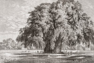 Santa María del Tule, Oaxaca, México: El Árbol del Tule de Spanish School