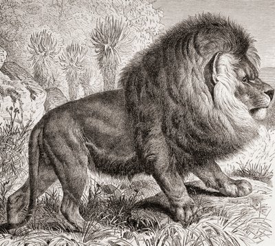 El león del Cabo, ahora extinto, de 