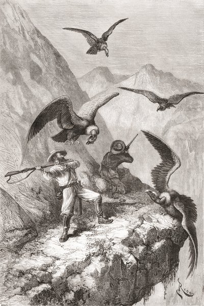 Édouard François André y su compañero siendo atacados por cóndores cerca de Calacalí, Provincia de Pichincha, Ecuador, durante su expedición botánica en las estribaciones de los Andes en 1875-76 de Spanish School