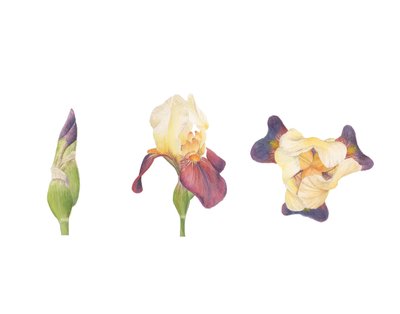 Lirio barbudo, 2013 (acuarela) de Stacy Hsu
