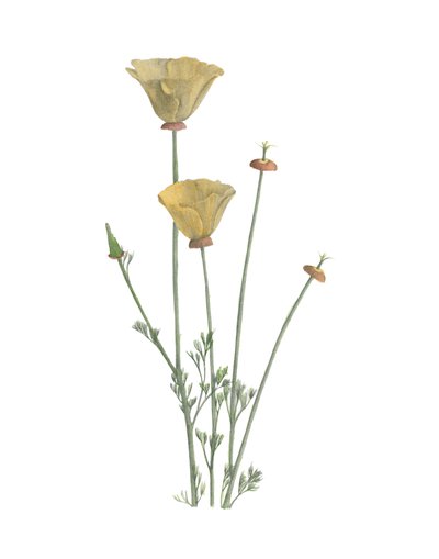 California Poppy, 2015 (lápiz de grafito y acuarela) de Stacy Hsu
