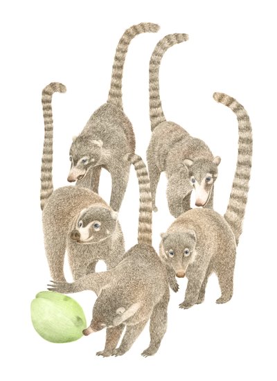 Costa Rica Coatis, 2019 (lápiz de grafito y digital) de Stacy Hsu