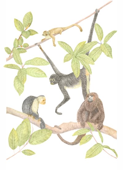Costa Rica Monkey, 2019 (lápiz de grafito y digital) de Stacy Hsu