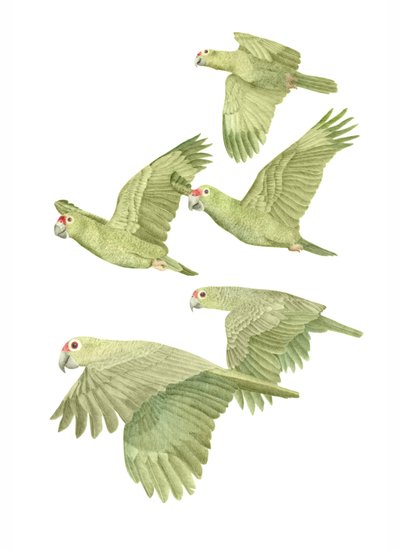 Costa Rica Red Lored Parrots, 2019 (lápiz de grafito y digital) de Stacy Hsu