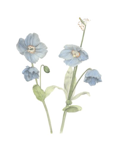 Amapola azul del Himalaya, 2018 (lápiz de grafito y acuarela) de Stacy Hsu