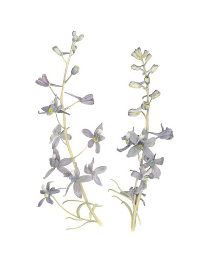 Larkspur, 2018 (lápiz de grafito y acuarela) de Stacy Hsu