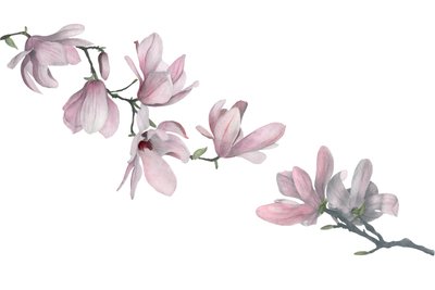 Magnolia, 2015 (lápiz de grafito y acuarela) de Stacy Hsu
