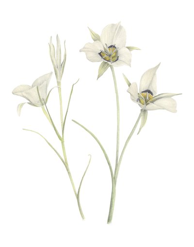 Mariposa Lily, 2018 (lápiz de grafito y acuarela) de Stacy Hsu
