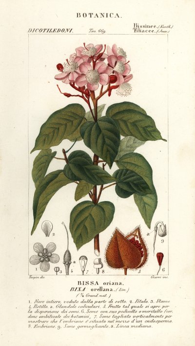Achiote o árbol de los labios, Bixa orellana de Stanghi Stanghi