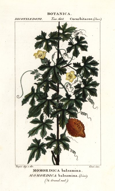 African cucumber, Momordica balsamina de Stanghi Stanghi