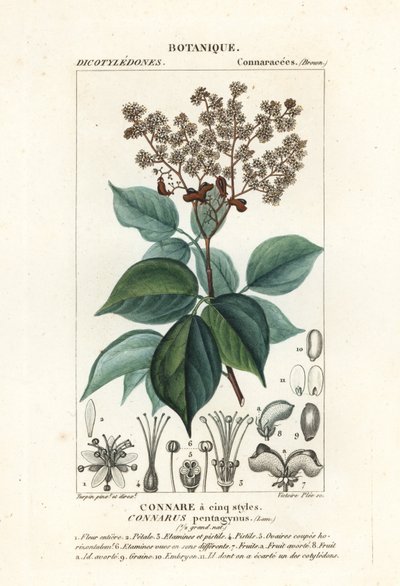 Agelaea pentagyna de Stanghi Stanghi