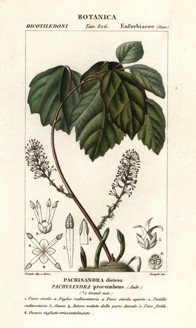 Tártago de Allegheny, Pachysandra procumbens de Stanghi Stanghi