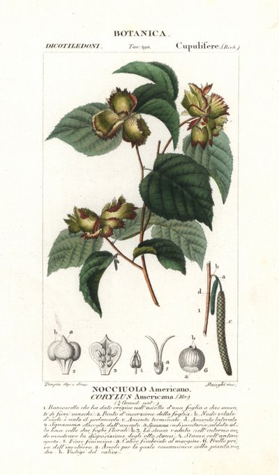 Avellana americana, Corylus americana de Stanghi Stanghi