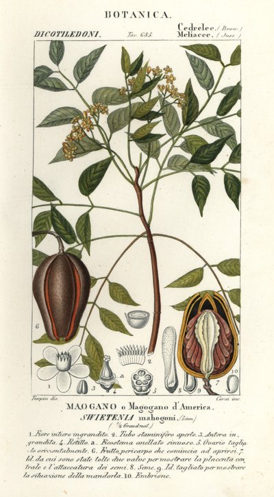 Caoba americana, Swietenia mahagoni de Stanghi Stanghi