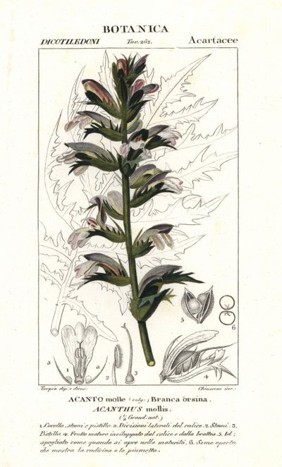 Calzones de oso o muelle de mar, Acanthus mollis de Stanghi Stanghi