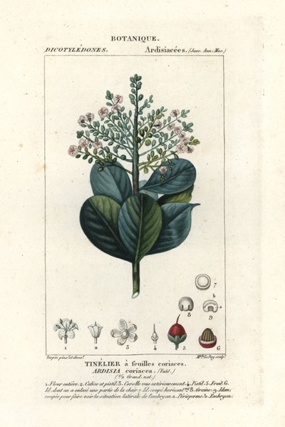 Madera de vaca, Ardisia coriacea de Stanghi Stanghi