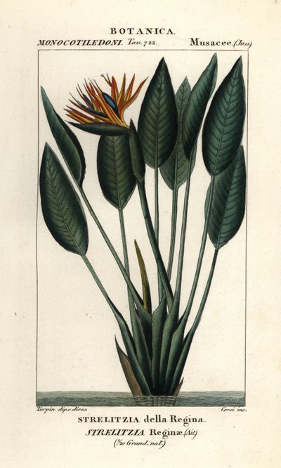 Ave del paraíso, Strelitzia reginae de Stanghi Stanghi