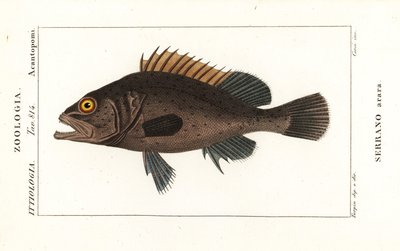 Mero negro, Mycteroperca bonaci de Stanghi Stanghi
