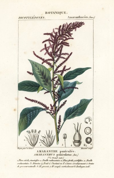 Amaranto de sangre, Amaranthus cruentus de Stanghi Stanghi