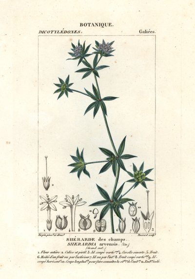 Saúco azul, Sherardia arvensis de Stanghi Stanghi