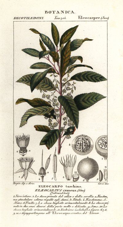 Fresno azul, Elaeocarpus cyaneus de Stanghi Stanghi