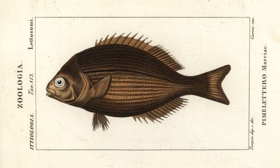 Cacho de bronce, Kyphosus vaigiensis de Stanghi Stanghi