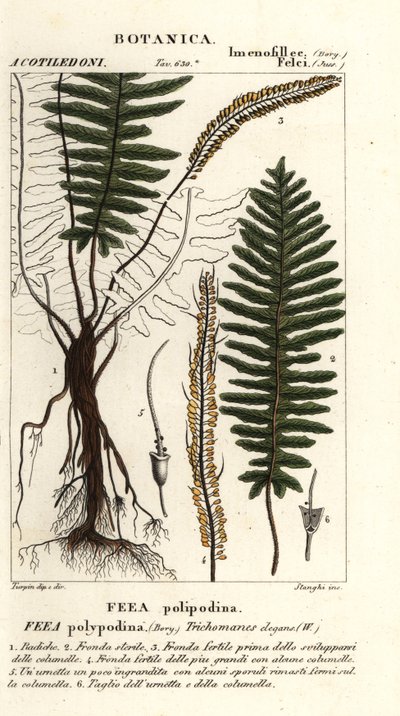Helecho de cerdas, Trichomanes elegans de Stanghi Stanghi