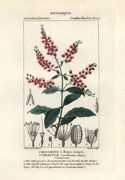Bushwillow, Combretum coccineum de Stanghi Stanghi