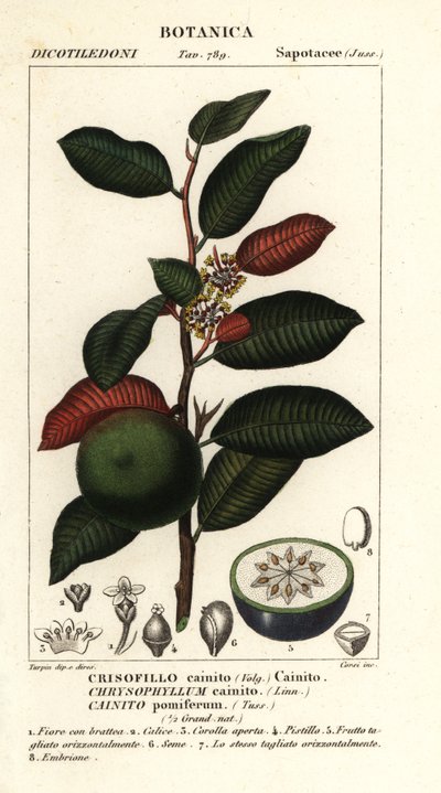 Cainito, Chrysophyllum cainito de Stanghi Stanghi