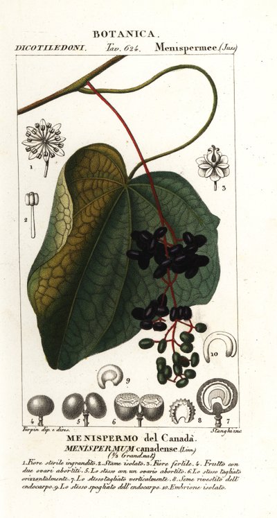 Semilla lunar canadiense, Menispermum canadense de Stanghi Stanghi