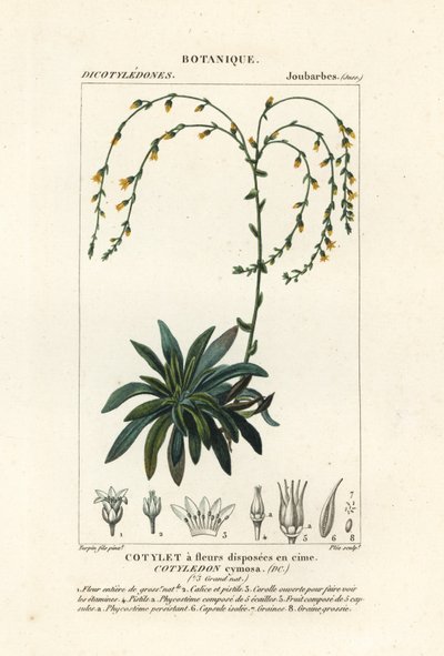 Cañón vivo-para-siempre,, Dudleya cymosa de Stanghi Stanghi