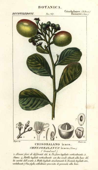 Cocoplum, Chrysobalanus icaco de Stanghi Stanghi