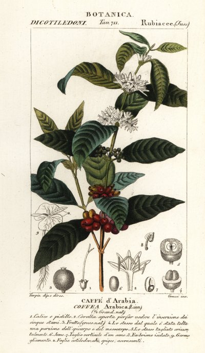 Café, Coffea arabica, Caffe d