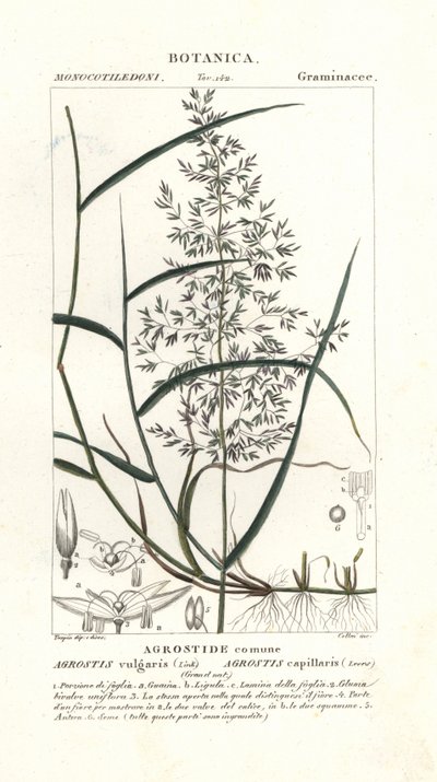 Agrostis capillaris de Stanghi Stanghi
