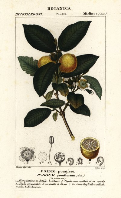 Guayaba común, Psidium guajava de Stanghi Stanghi