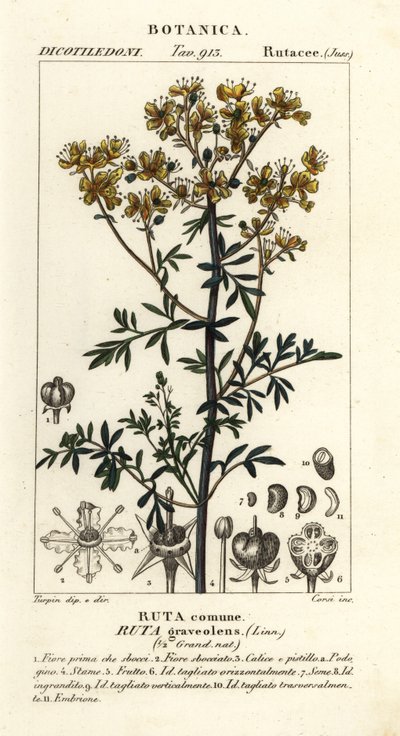 Ruda común o hierba de gracia, Ruta graveolens de Stanghi Stanghi