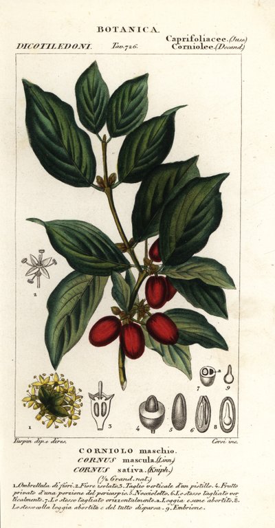 Cerezo cornalino, Cornus mas de Stanghi Stanghi