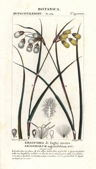 Eriophorum angustifolium, pasto algodonero de Stanghi Stanghi