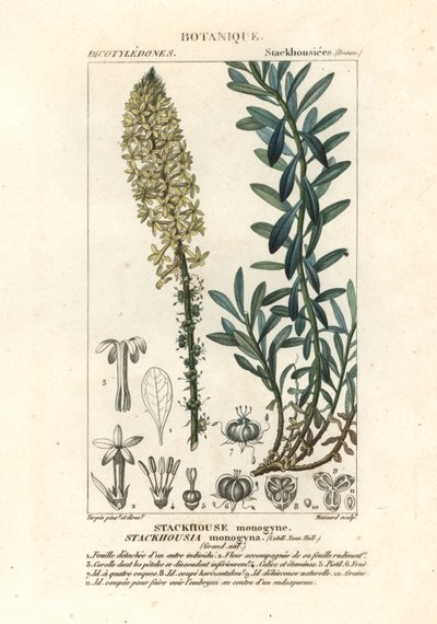 Velas cremosas, Stackhousia monogyna de Stanghi Stanghi