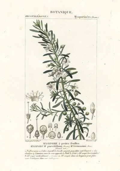 Boobialla rastrera, Myoporum parvifolium de Stanghi Stanghi