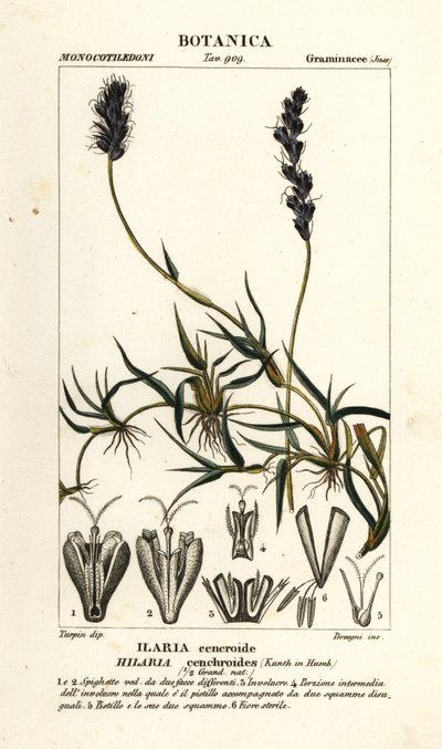 Mezquite rizado, Hilaria cenchroides de Stanghi Stanghi